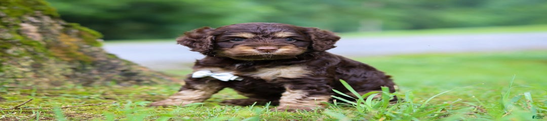 Ace