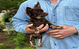 Chihuahua dogs for sale: Hershey - Image 3