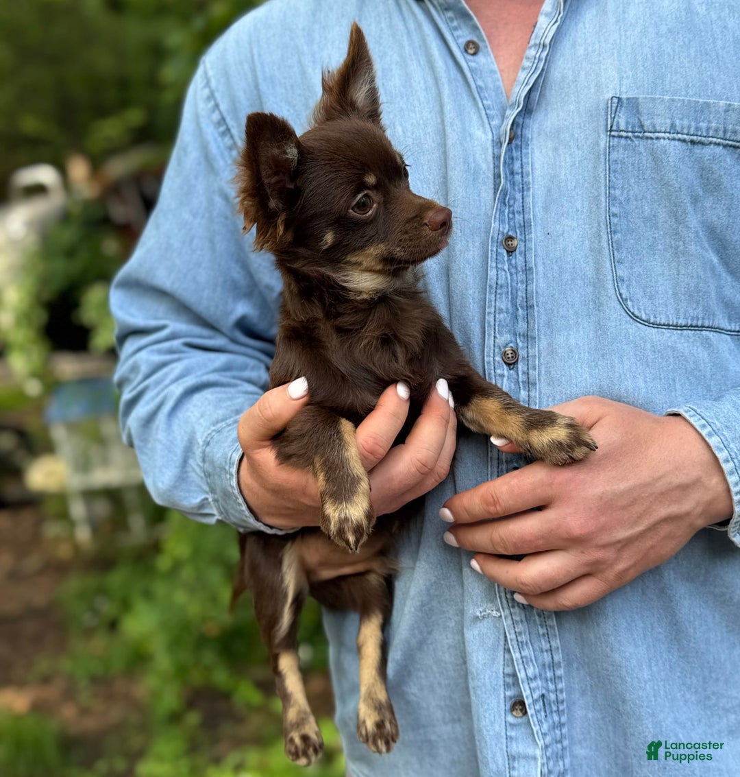 Chihuahua dogs for sale: Hershey - Image 3