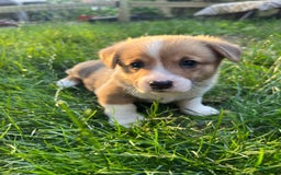 Welsh Corgi Pembroke dogs for sale: Fez - Image 4
