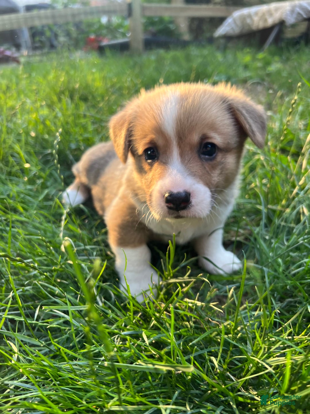 Welsh Corgi Pembroke dogs for sale: Fez - Image 4