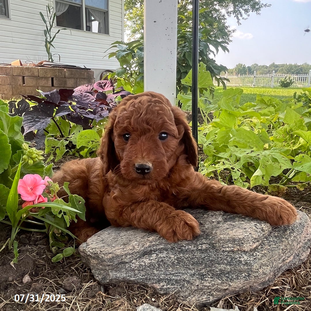 Mini Goldendoodle dogs for sale: Zeke - Image 2