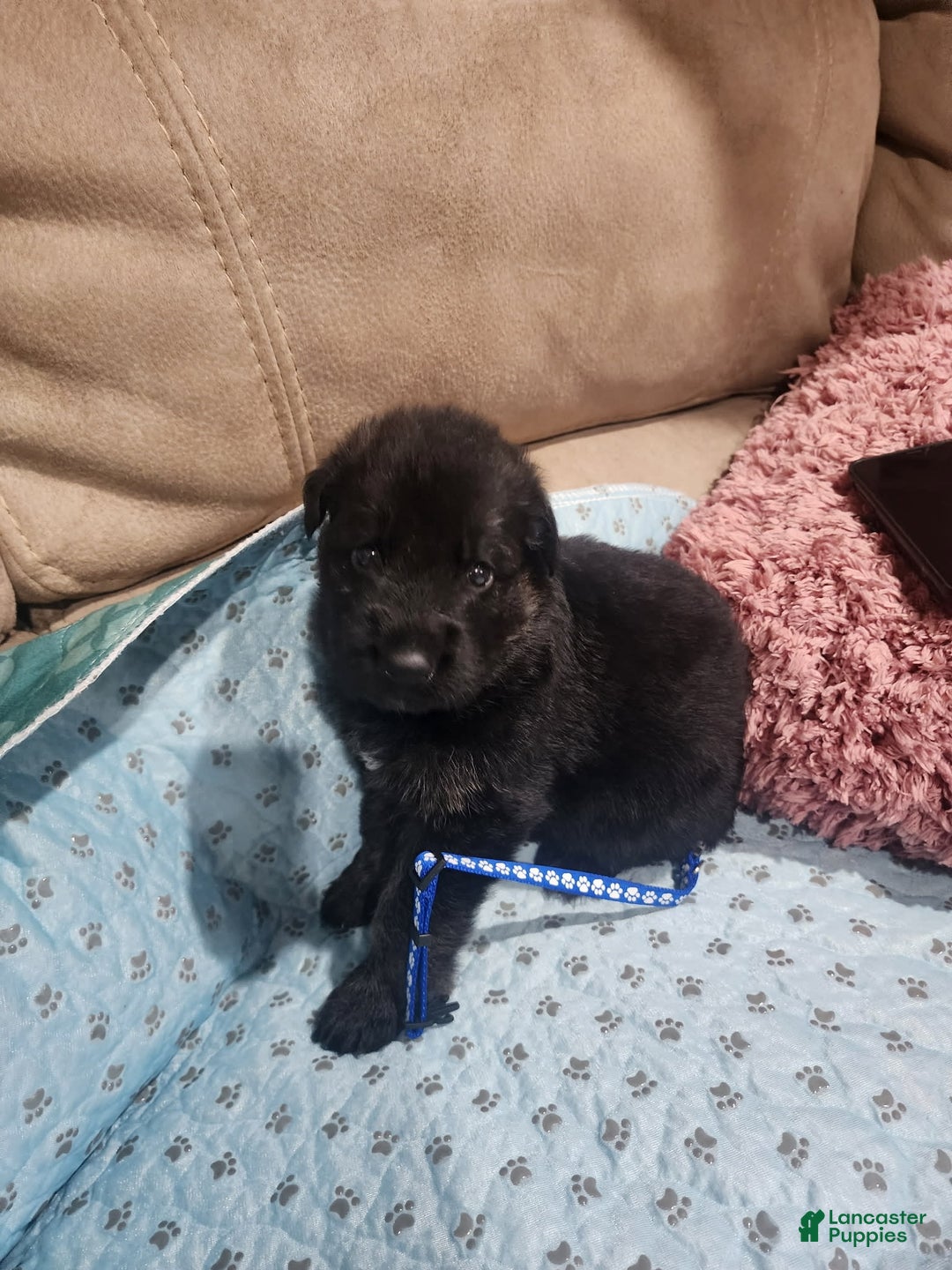 German Shepherd dogs for sale: Leon - Image 2