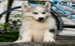 Gerberian Shepsky dogs for sale: Romeo - Image 17