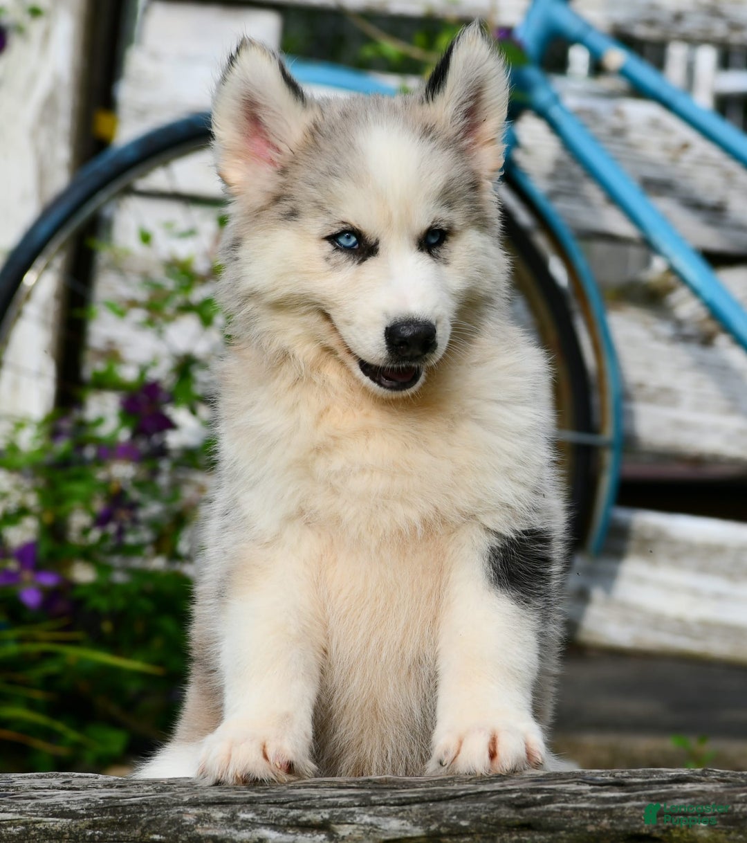 Gerberian Shepsky dogs for sale: Romeo - Image 17
