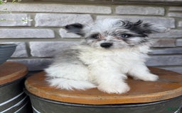 Pomapoo dogs for sale: Maverick - Image 4