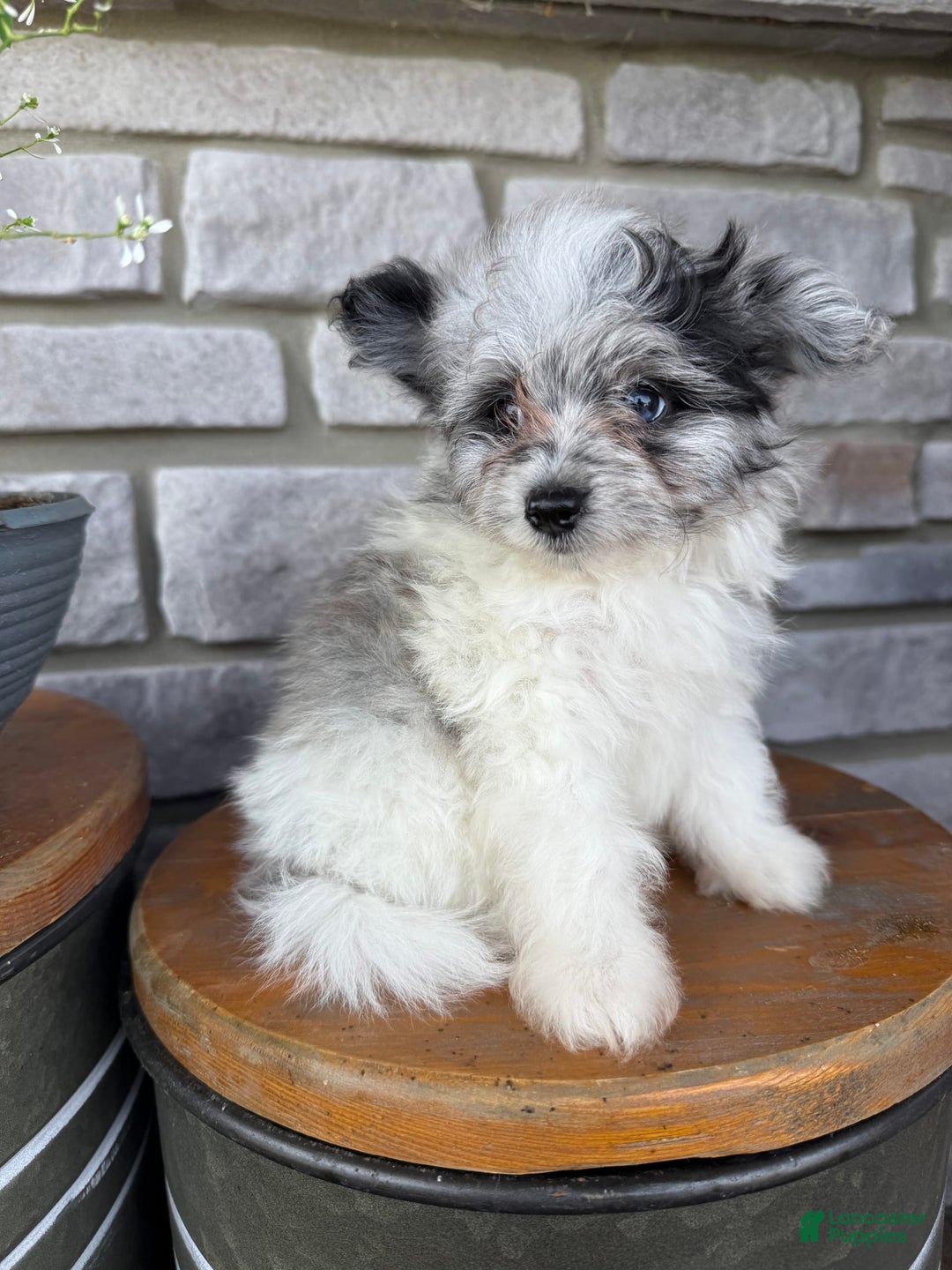 Pomapoo dogs for sale: Maverick - Image 4