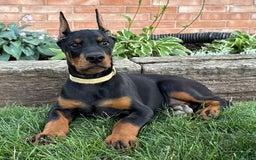 Doberman Pinscher dogs for sale: Stetson - Image 5