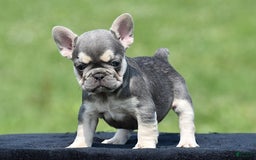 French Bulldog dogs for sale: Tria - Image 4