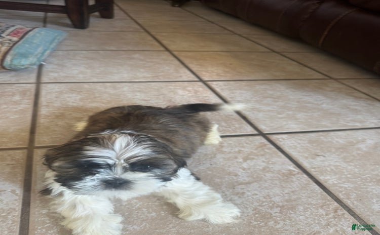 Shih Tzu dogs for sale - Ad 3