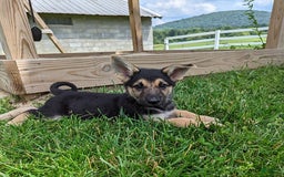German Shepherd dogs for sale: German Shepherd 8 puppies - Image 10