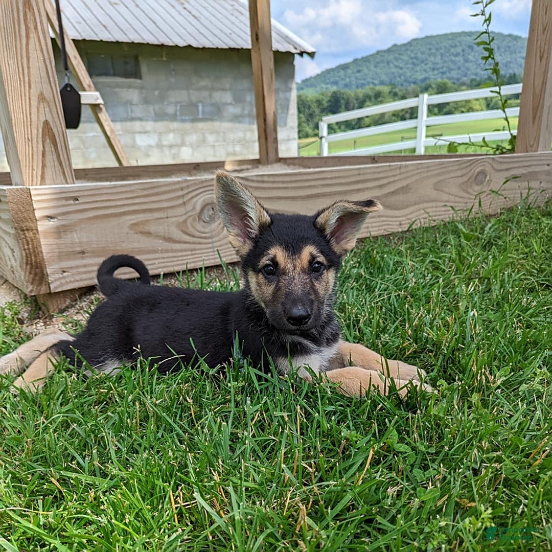 German Shepherd dogs for sale: German Shepherd 8 puppies - Image 10