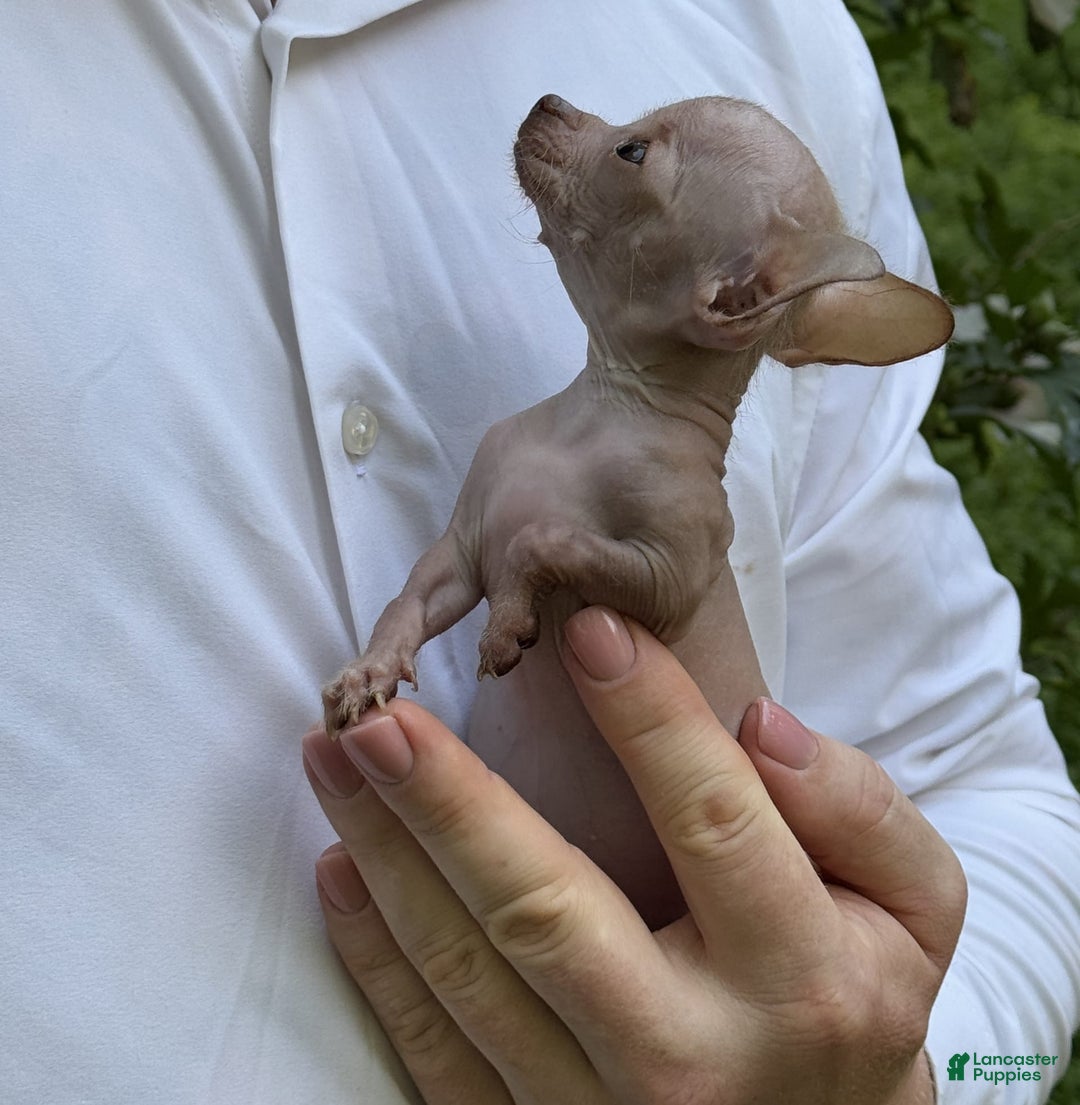 Chihuahua dogs for sale: Trumpette - Image 5