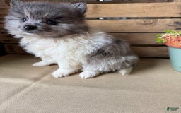 Pomeranian dogs for sale: Aaron - Image 8