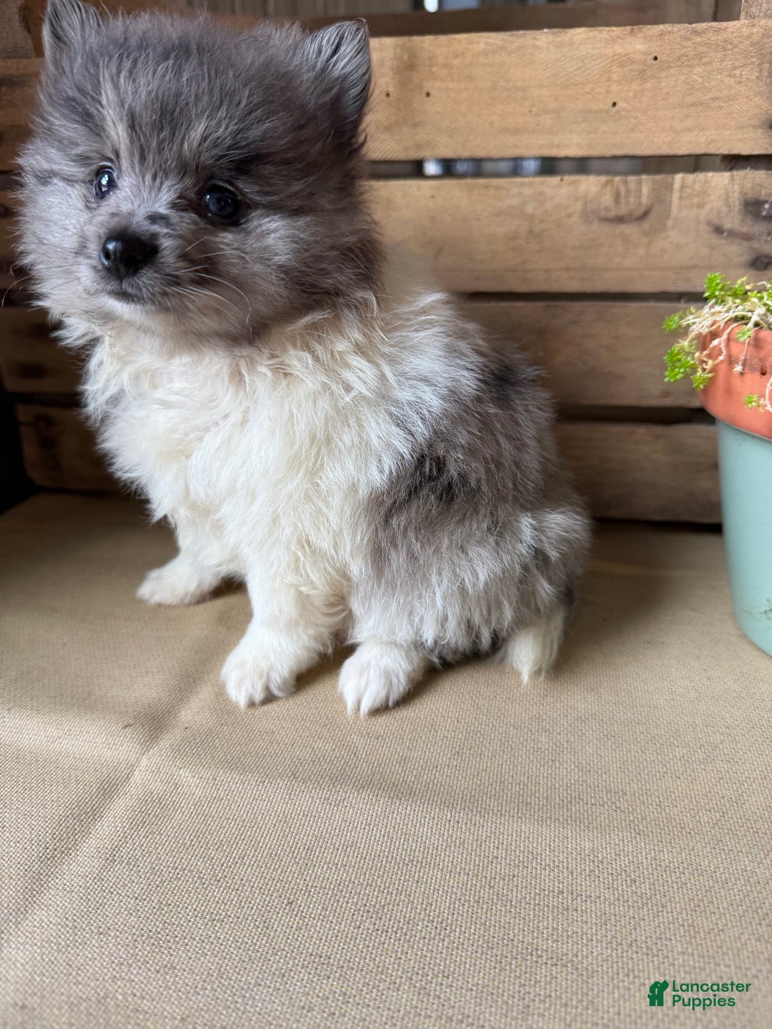 Pomeranian dogs for sale: Aaron - Image 8