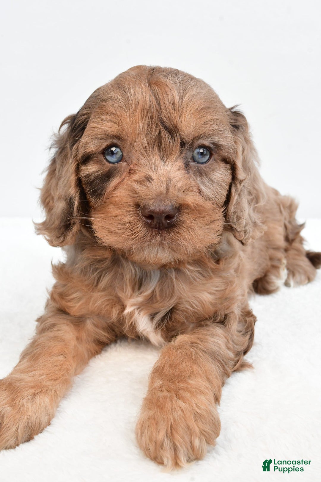 Cavapoo dogs for sale: Butterfinger - Image 4