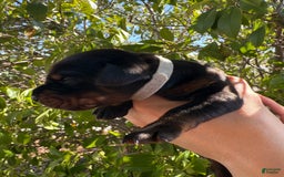 Doberman Pinscher dogs for sale: Grey Collar - Image 7