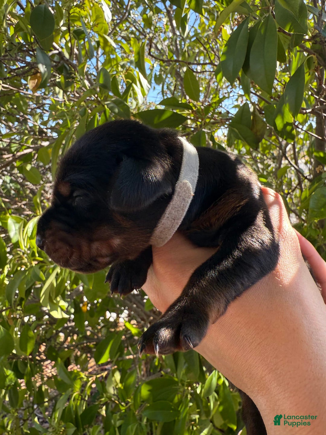 Doberman Pinscher dogs for sale: Grey Collar - Image 7
