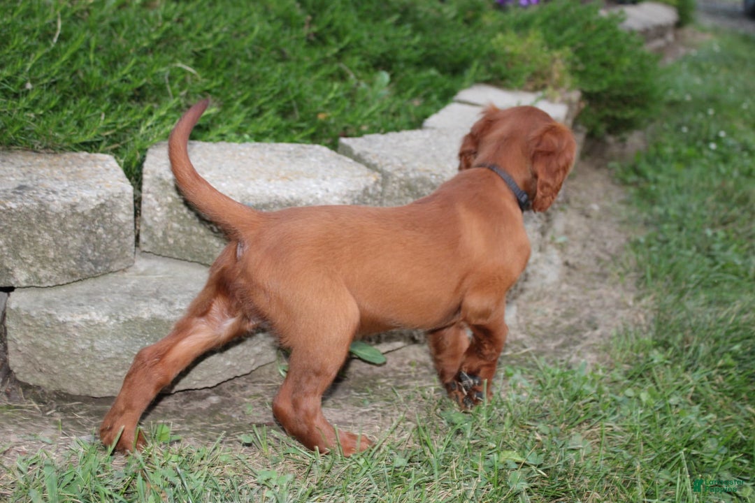 Irish Setter dogs for sale: Fluffy - Image 1
