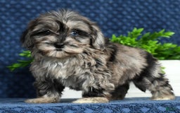 Havapoo dogs for sale: Wendy - Image 15