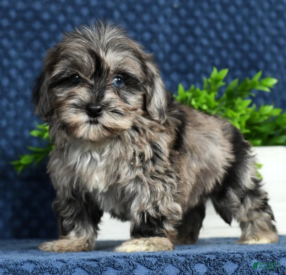 Havapoo dogs for sale: Wendy - Image 15