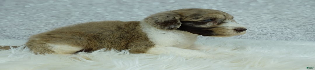 Koda F1b