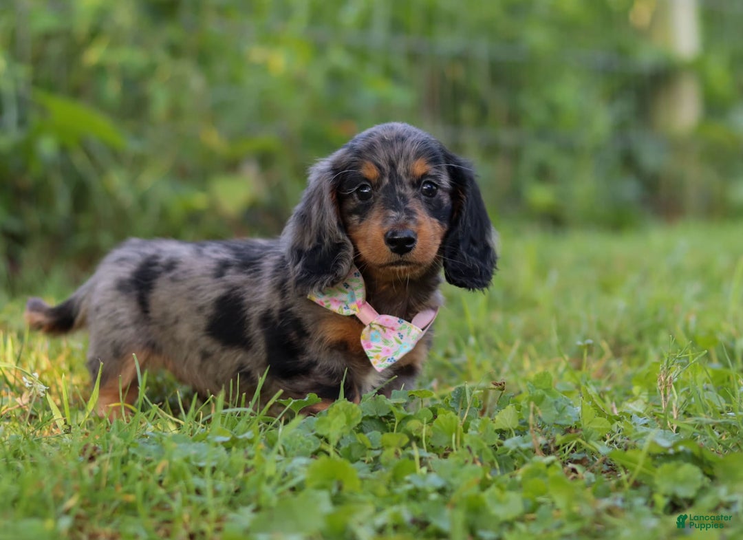 Miniature Dachshund dogs for sale: Sophie - Image 2