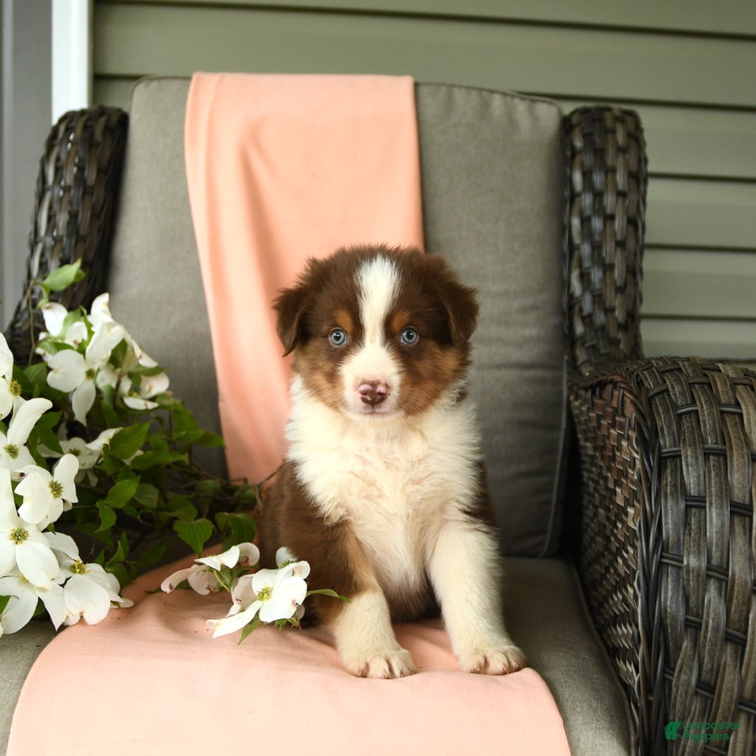 Australian Shepherd dogs for sale: Enzo - Image 1