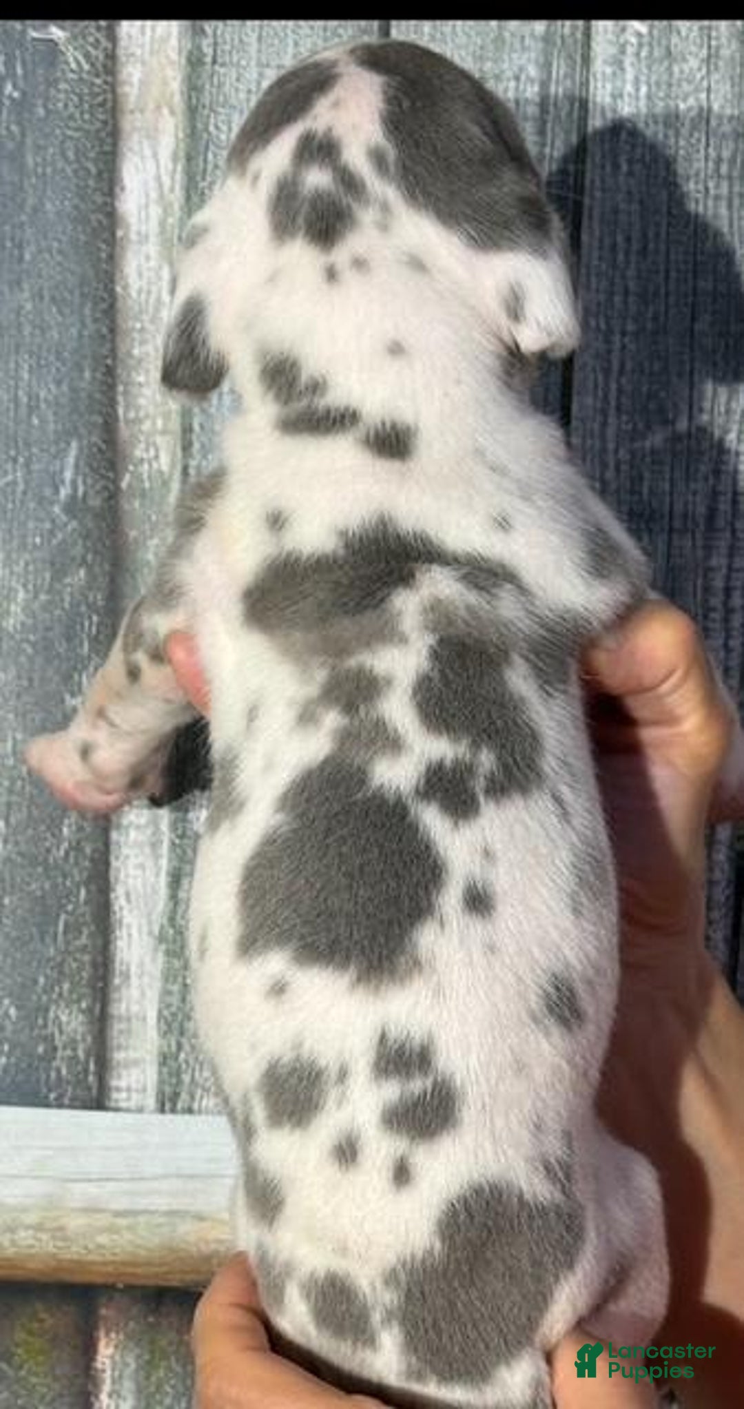 Great Dane dogs for sale: Irene - Blue Harlequin - Image 2