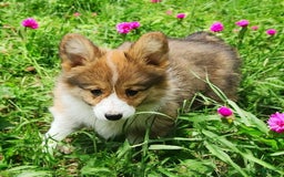 Welsh Corgi Pembroke dogs for sale: Trey Fluffy - Image 9