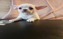 Chihuahua dogs for sale: Chanel - Image 9