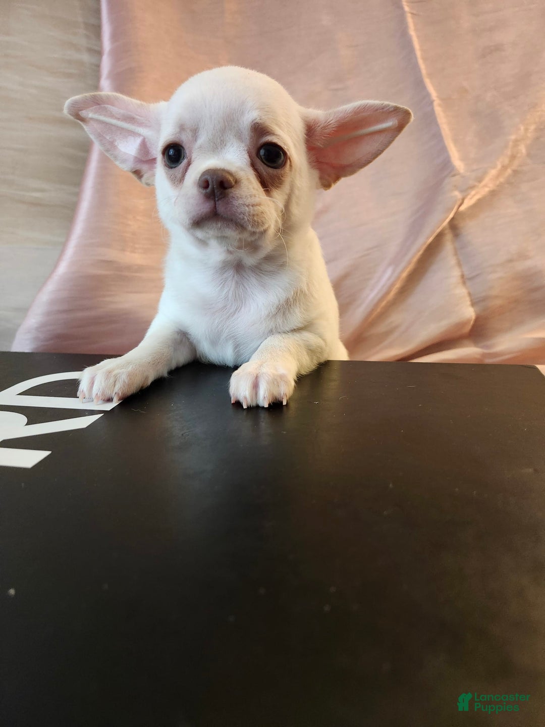 Chihuahua dogs for sale: Chanel - Image 9