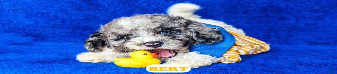 Bert