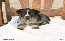 Australian Cattle Dog dogs for sale: Mike - Image 2