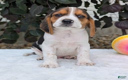 Beagle dogs for sale: Coop - Image 5