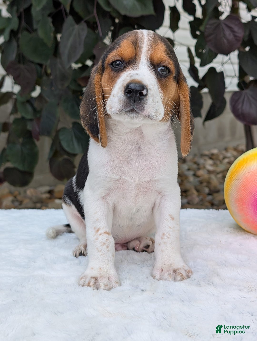 Beagle dogs for sale: Coop - Image 5