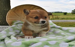 Welsh Corgi Pembroke dogs for sale: Toro - Image 10