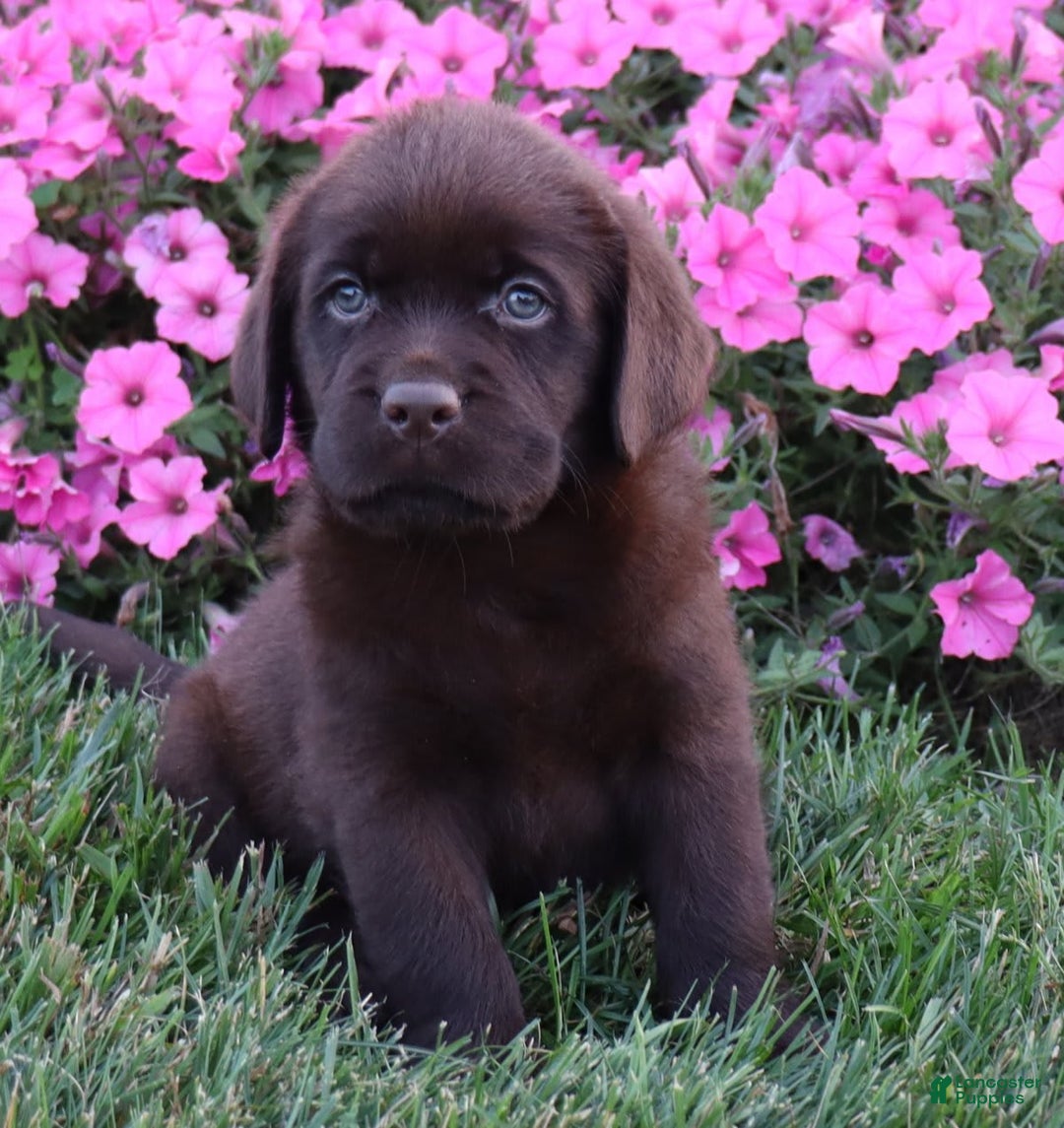 Labrador Retriever dogs for sale: Petunia - Image 1