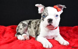 Frenchton dogs for sale: Flash - Image 2