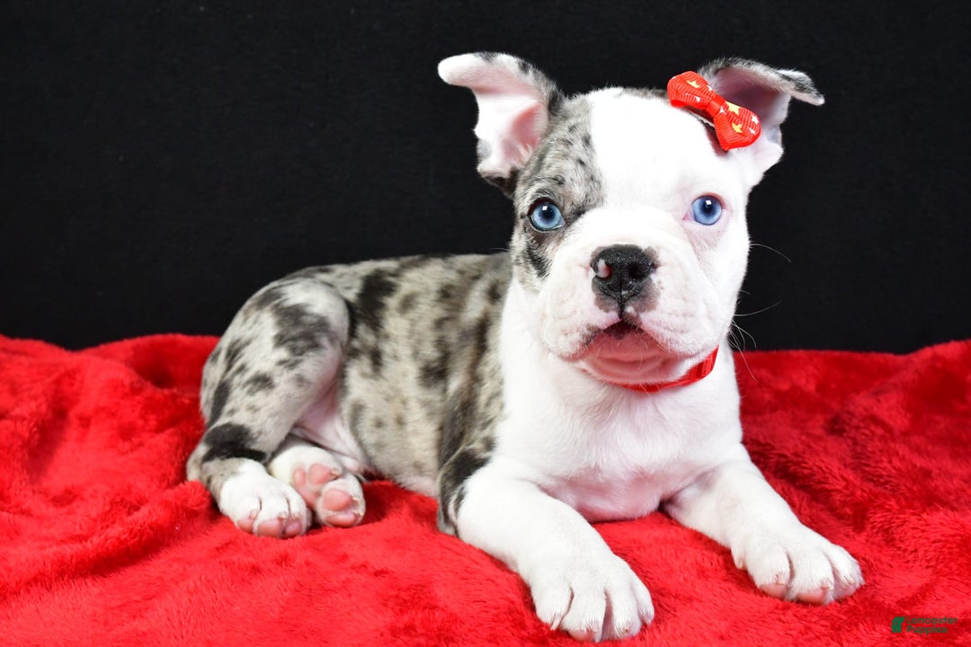 Frenchton dogs for sale: Flash - Image 2