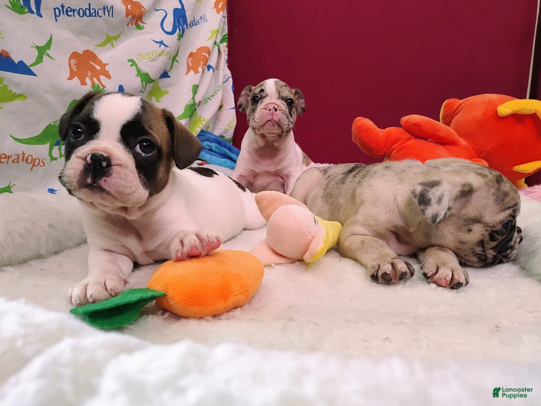 French Bulldog dogs for sale: Odin Akc - Image 8