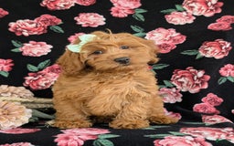Cockapoo dogs for sale: Elisa - Image 12