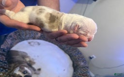 Olde English Bulldogge dogs for sale: Olde English Bulldogge 2 puppies - Image 5