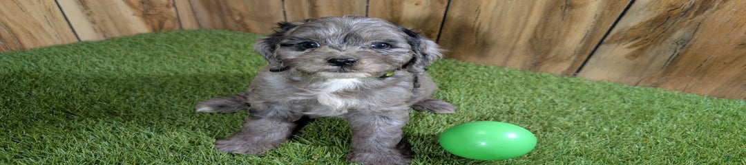 Bertha Boy 4