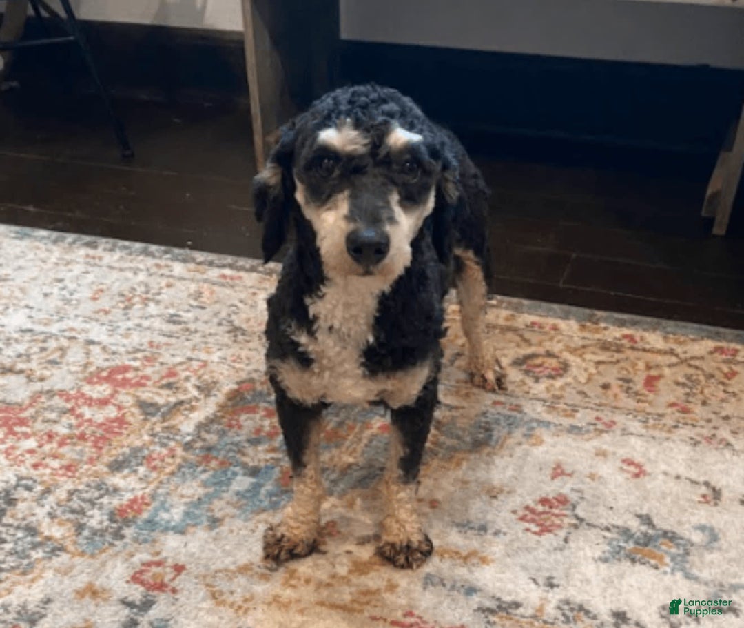 Toy Poodle dogs for stud: Troy - Image 2