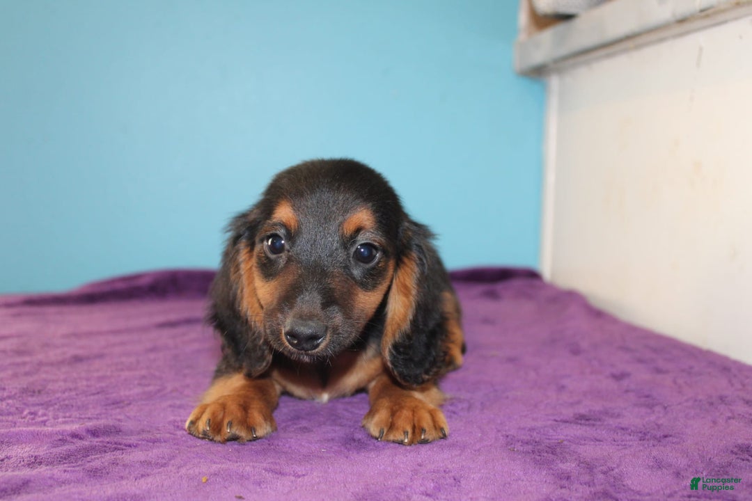 Dachshund dogs for sale: Dachshund 4 puppies - Image 13