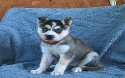 Alaskan Klee Kai dogs for sale: Callie - Image 6