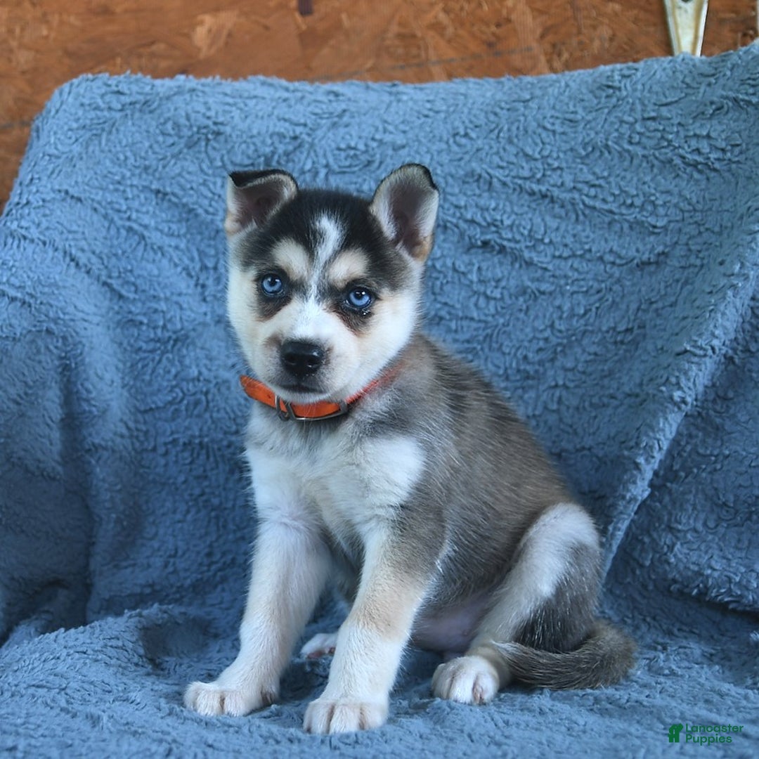 Alaskan Klee Kai dogs for sale: Callie - Image 6