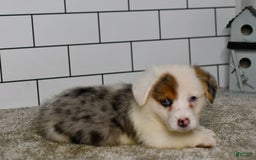 Welsh Corgi Pembroke dogs for sale: Monroe - Image 4