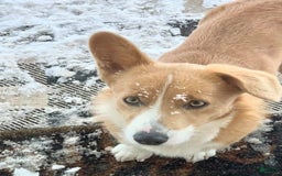 Welsh Corgi Pembroke dogs for sale: Female 2 - Image 2